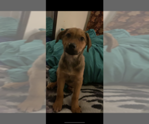 Shepradors Puppy for sale in QUEENS VILLAGE, NY, USA