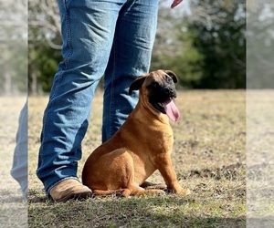 Bullmastiff Puppy for sale in BELLVILLE, TX, USA