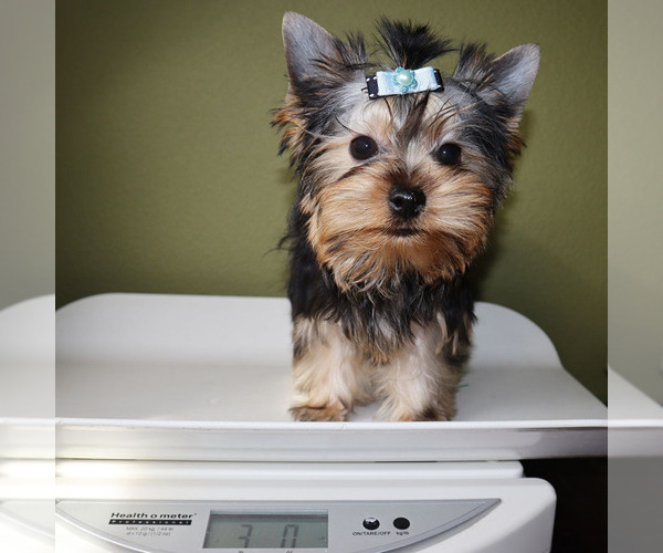 Medium Photo #5 Yorkshire Terrier Puppy For Sale in LOS ANGELES, CA, USA