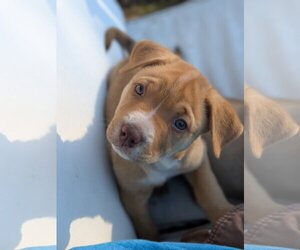 Dana Scully - Female Labrador Retriever-Unknown Mix Dog for Adoption - Photo #4