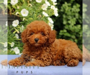 Medium Cavapoo