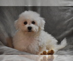 Small #4 Bichon Frise