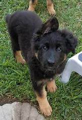 German Shepherd Dog Puppy for sale in HEATHSVILLE, VA, USA