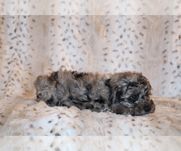 Medium Photo #26 Poodle (Toy) Puppy For Sale in DYERSBURG, TN, USA