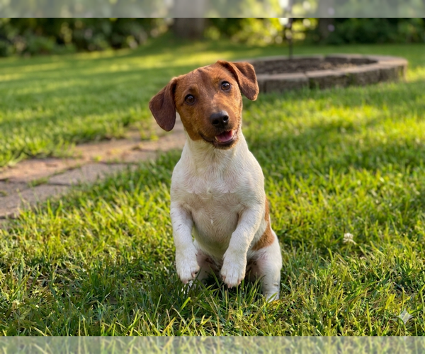 Medium Photo #2 Jack Russell Terrier Puppy For Sale in Grovertown, IN, USA