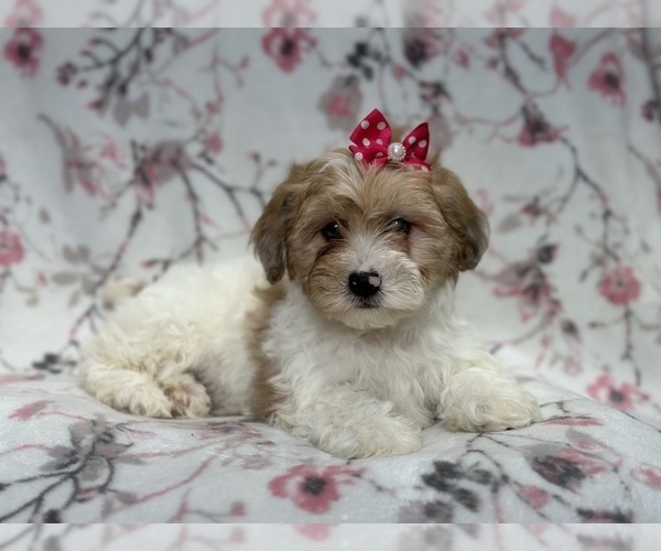 Medium Photo #6 Lhasa Apso Puppy For Sale in LAKELAND, FL, USA