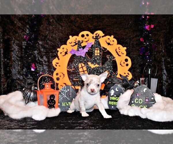 Medium Photo #41 Chihuahua Puppy For Sale in CHARLESTON, AR, USA