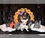 Puppy Kairos Chihuahua