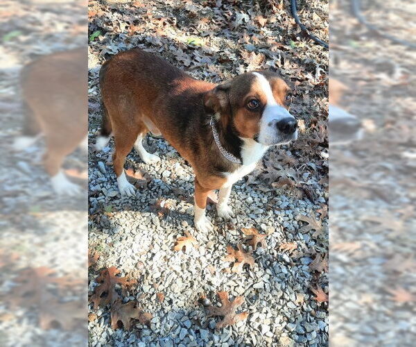 Medium Photo #5 Beagle-Unknown Mix Puppy For Sale in Mountain View, AR, USA