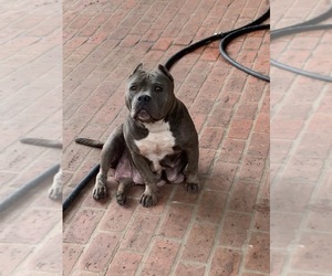 Mother of the American Bully puppies born on 11/08/2021
