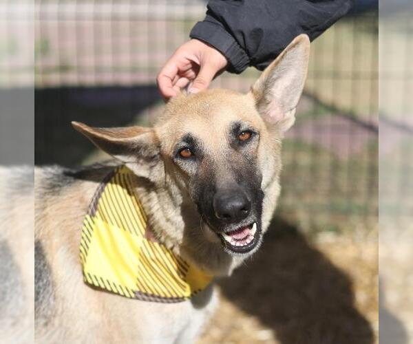 Medium Photo #1 German Shepherd Dog Puppy For Sale in San Antonio, TX, USA