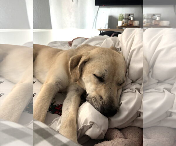 Medium Photo #4 Labrador Retriever-Unknown Mix Puppy For Sale in St. Louis Park, MN, USA