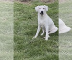 Small #5 Great Pyrenees Mix