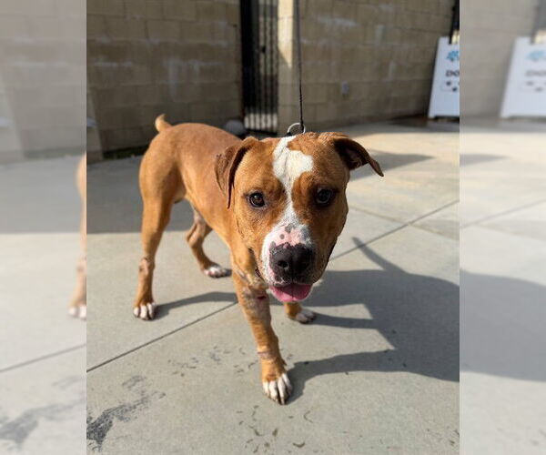 Medium Photo #3 Mutt Puppy For Sale in Riverside, CA, USA