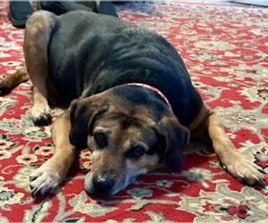 Abby - Awesome Girl! - Female Mutt Dog for Adoption - Photo #17