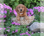 Puppy Linsey Golden Retriever