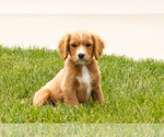 Small Photo #16 Golden Cavadoodle Puppy For Sale in MILLERSBURG, IN, USA
