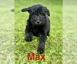 Puppy Max Aussiedoodle-Poodle (Standard) Mix