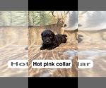 Litter of 5 - Male(s) and Female(s) Boykin SpanielLitter of Puppies for Sale - Small photo