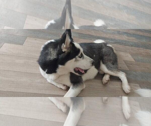 Medium Photo #5 Siberian Husky Puppy For Sale in Cumming, GA, USA