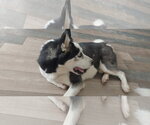 Small #4 Siberian Husky