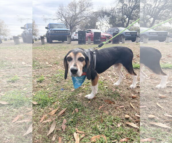 Medium Photo #2 Beagle Puppy For Sale in Tampa, FL, USA