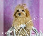 Puppy Twinkle Maltipoo (Miniature)