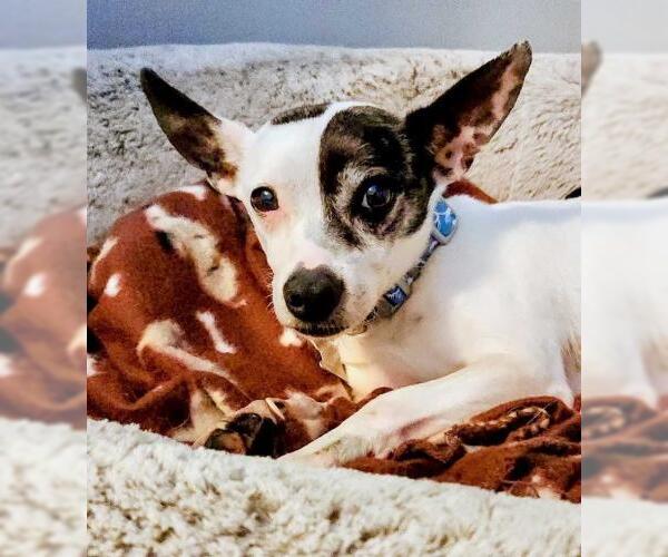 Medium Photo #1 Chihuahua-Unknown Mix Puppy For Sale in Minneapolis, MN, USA