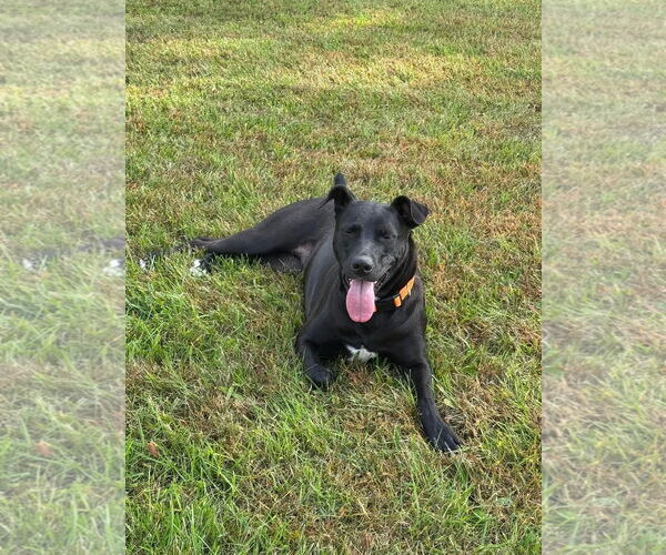 Medium Photo #20 Australian Kelpie Puppy For Sale in Westminster, MD, USA
