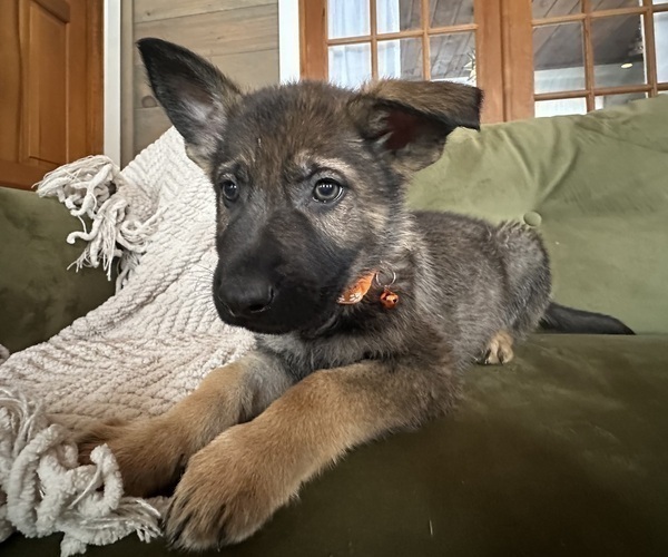 Medium Photo #3 German Shepherd Dog Puppy For Sale in PERKINSVILLE, VT, USA