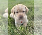 Puppy Puppy 2 leo Labrador Retriever