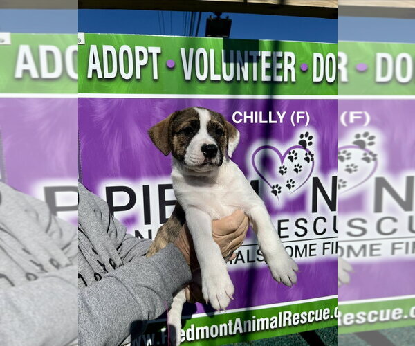 Medium Photo #4 Boxer-Unknown Mix Puppy For Sale in Mooresville, NC, USA