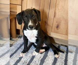Labbe Dogs for adoption in Genesee, WI, USA