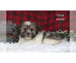 Small #11 Havanese