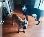 Small #4 American Pit Bull Terrier Mix