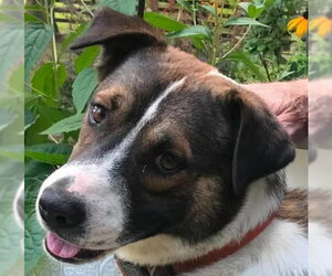 Collie-German Shepherd Dog Mix Dogs for adoption in Cookeville, TN, USA