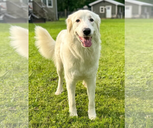 Medium Photo #3 Great Pyrenees-Unknown Mix Puppy For Sale in Houston, TX, USA