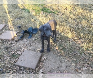Weimaraner Puppy for sale in NORMANGEE, TX, USA