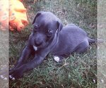 Small Photo #6 Great Dane Puppy For Sale in KERSHAW, SC, USA