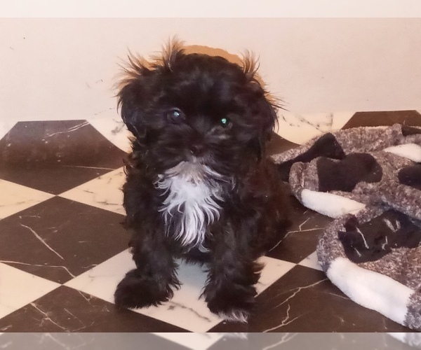 Medium Photo #7 Havamalt-Shih-Poo Mix Puppy For Sale in MIDDLE RIVER, MD, USA
