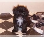 Small Photo #7 Havamalt-Shih-Poo Mix Puppy For Sale in MIDDLE RIVER, MD, USA
