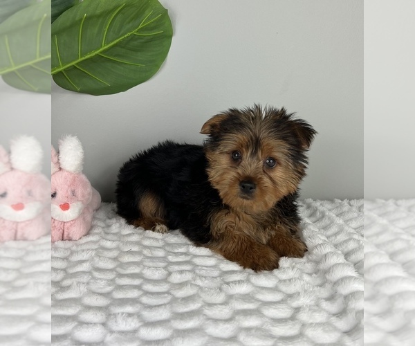 Medium Photo #3 Yorkshire Terrier Puppy For Sale in FRANKLIN, IN, USA