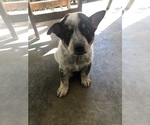 Small Photo #10 Australian Cattle Dog Puppy For Sale in CARROLLTON, MS, USA