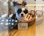 Puppy Rebel Poodle (Miniature)-Zuchon Mix
