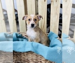 Small Photo #2 Texas Heeler Puppy For Sale in CINCINNATI, OH, USA