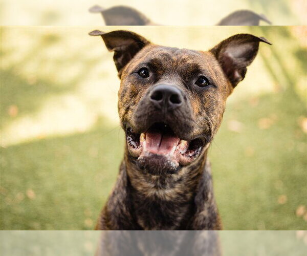 Medium Photo #2 Mutt Puppy For Sale in Orlando, FL, USA