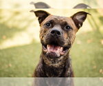 Small #1 Mutt