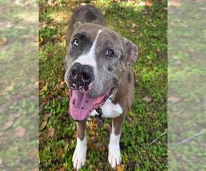 American Pit Bull Terrier Dogs for adoption in Ocala, FL, USA