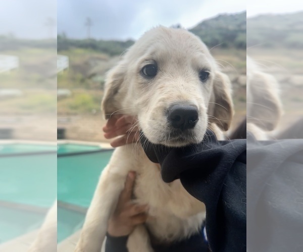Medium Photo #9 Golden Retriever Puppy For Sale in COLTON, CA, USA