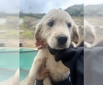 Small Photo #9 Golden Retriever Puppy For Sale in COLTON, CA, USA